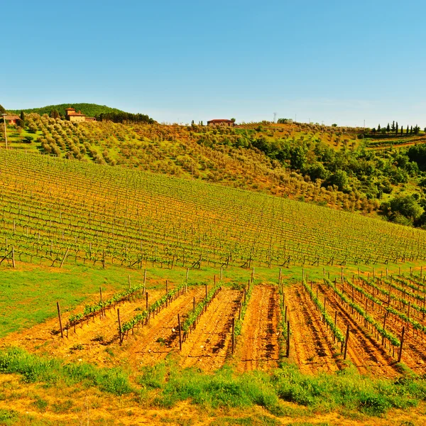 Vineyard — Stock Photo, Image