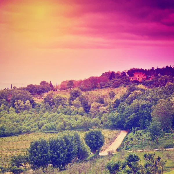 Vineyard at Sunset — Stock Photo, Image