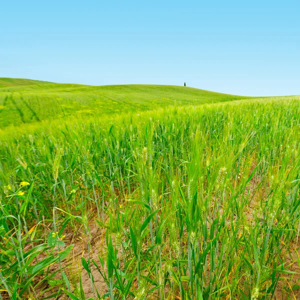 Campos de trigo — Foto de Stock