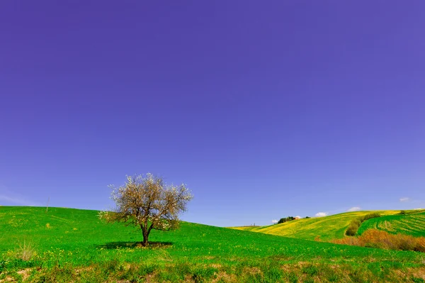 Árbol floreciente —  Fotos de Stock