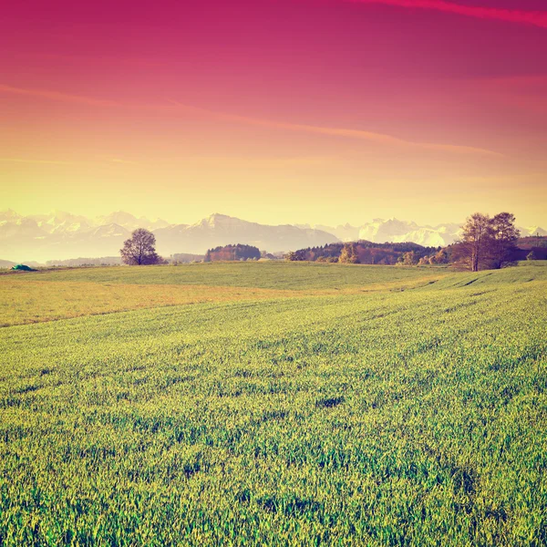 Weide bei Sonnenuntergang — Stockfoto