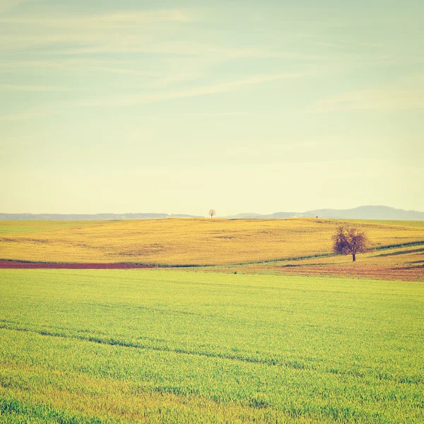 Groene weiden — Stockfoto