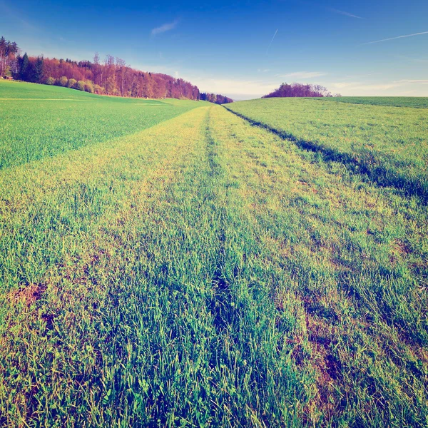 Cut Grass — Stock Photo, Image