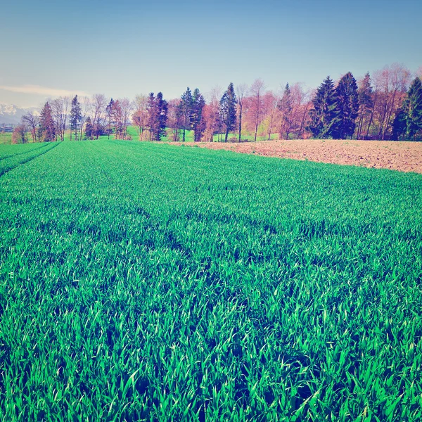 Pasture — Stock Photo, Image