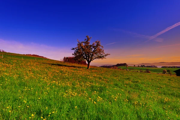 Çiçek açan ağaç — Stok fotoğraf