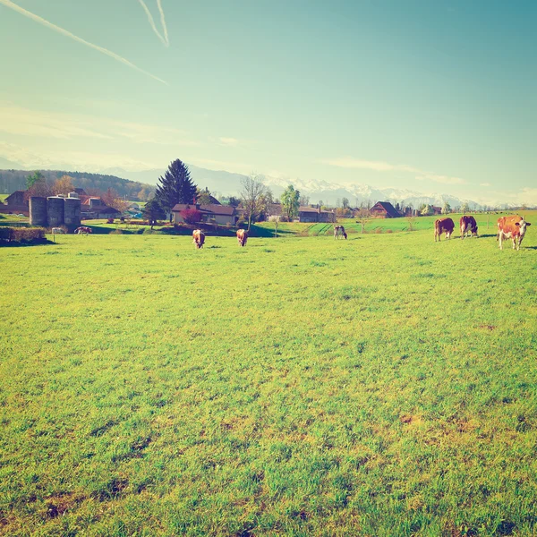 放牧牛 — ストック写真