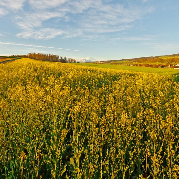 Alfalfa Field — Stock Photo, Image