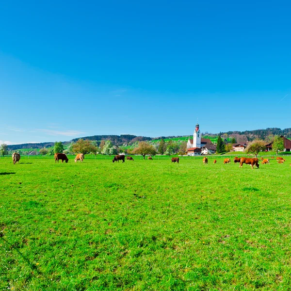 Weiden — Stockfoto