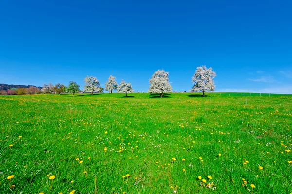 Árboles con flores — Foto de Stock