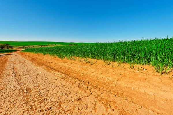 Green Fields — Stock Photo, Image