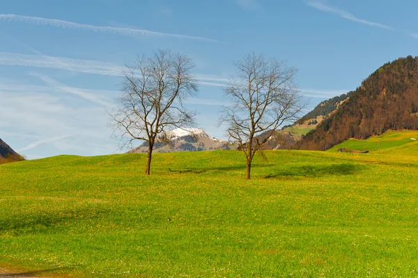 Pastagem alpina — Fotografia de Stock