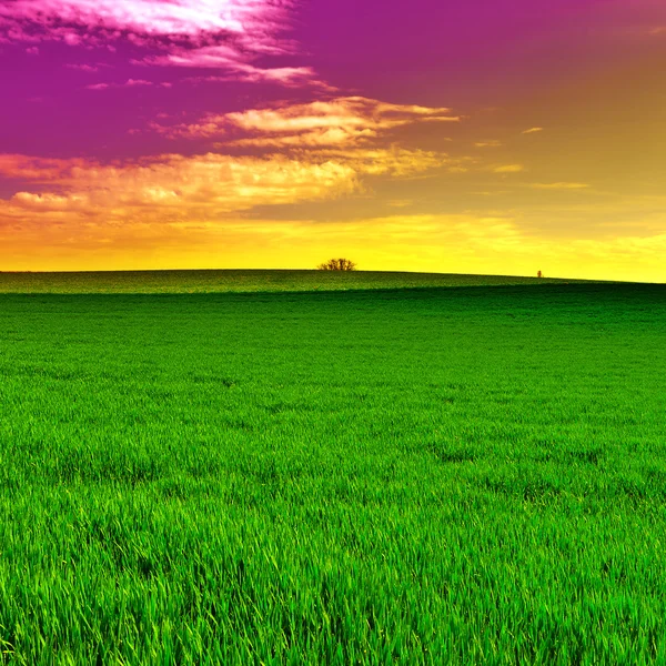 Pasture at Sunset — Stock Photo, Image