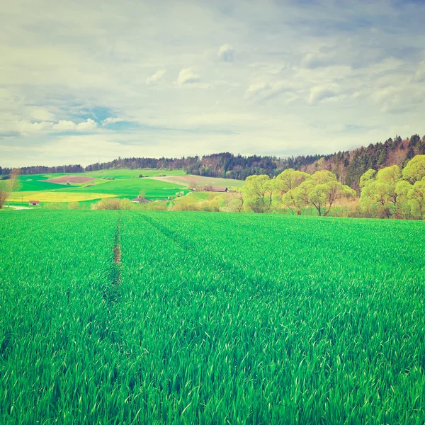 Gröna betesmark — Stockfoto