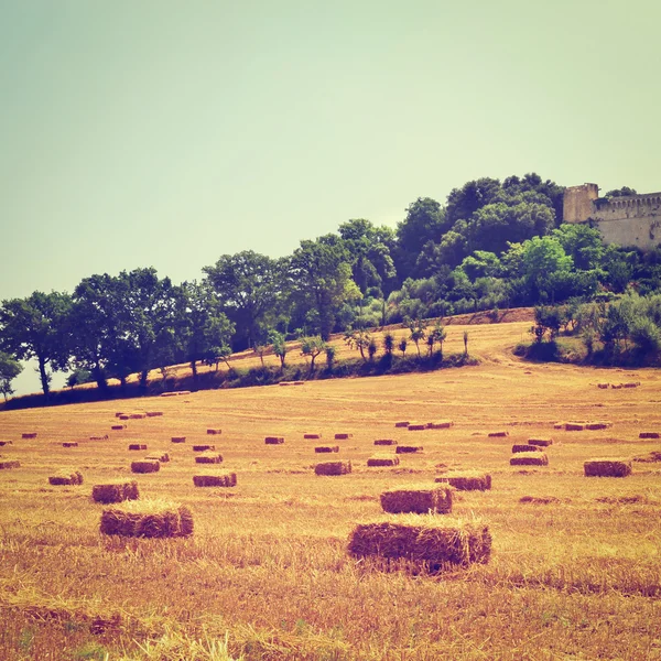 Field — Stock Photo, Image