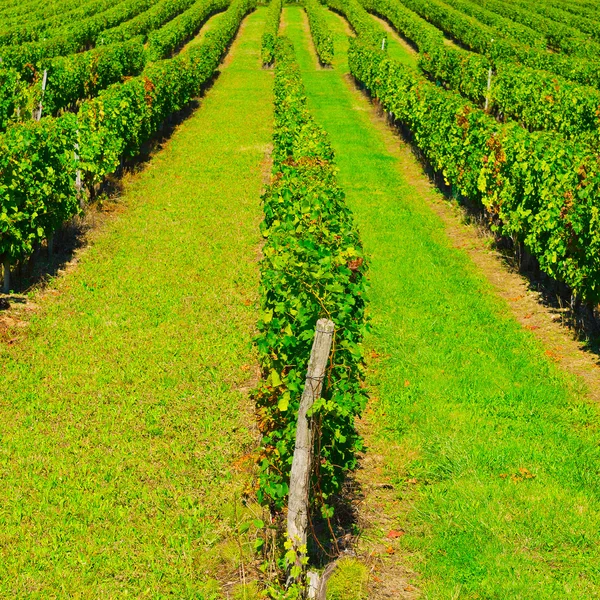 Uvas pretas — Fotografia de Stock