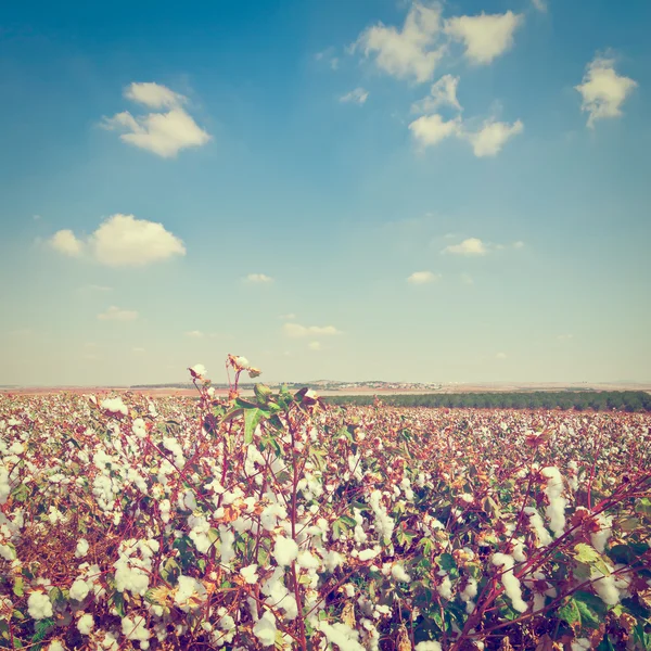 Cotton — Stock Photo, Image