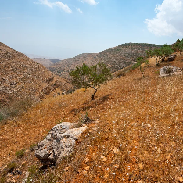 Olive Grove — Stock Photo, Image