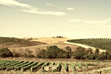üzüm bağları, Toskana yatay