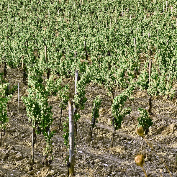 Vineyard — Stock Photo, Image