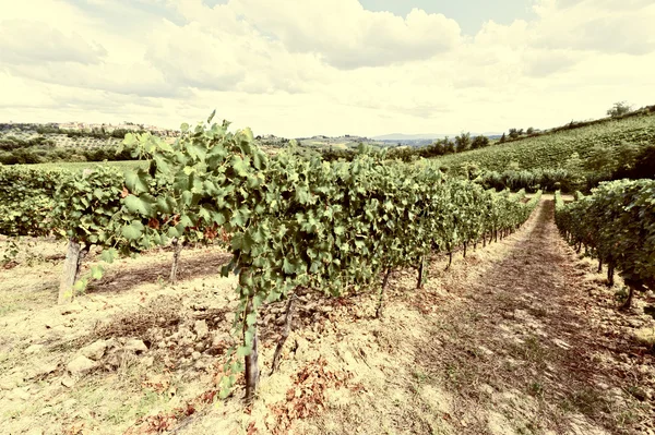 Vignoble — Photo