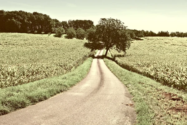 Plantación — Foto de Stock