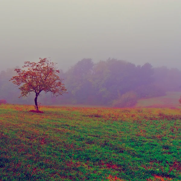 Mist. — Fotografia de Stock