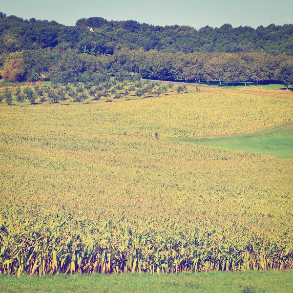 Plantation de maïs — Photo