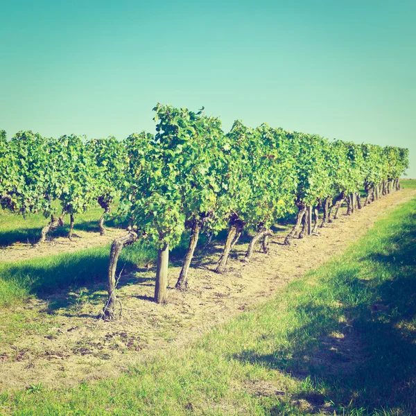 Rows of Vines — Stock Photo, Image