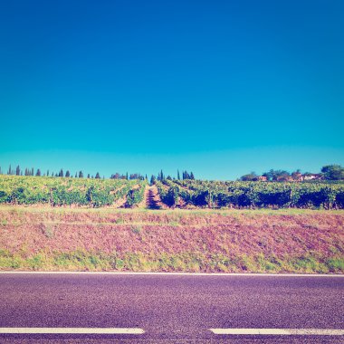 sonbahar üzüm bağları