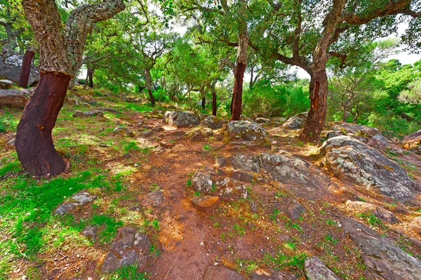 Bosque —  Fotos de Stock