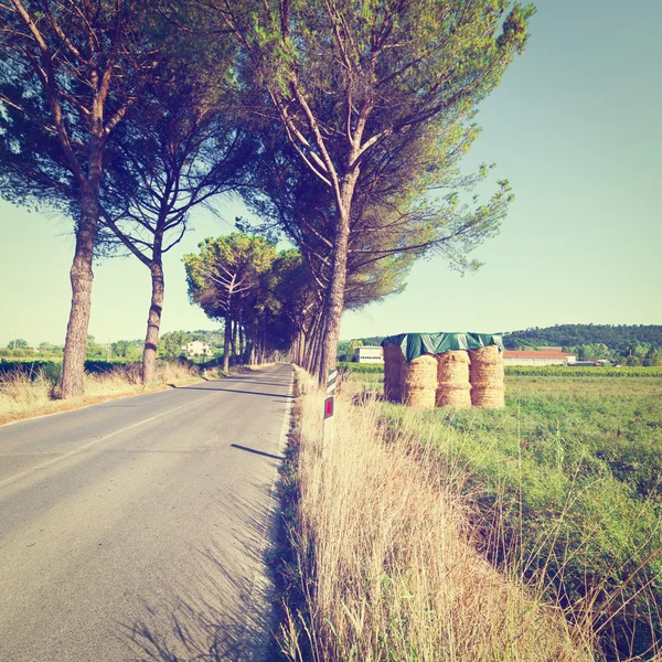 Asphalt Road — Stock Photo, Image