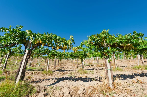 Vineyard — Stock Photo, Image