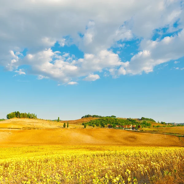 Solros Stockbild