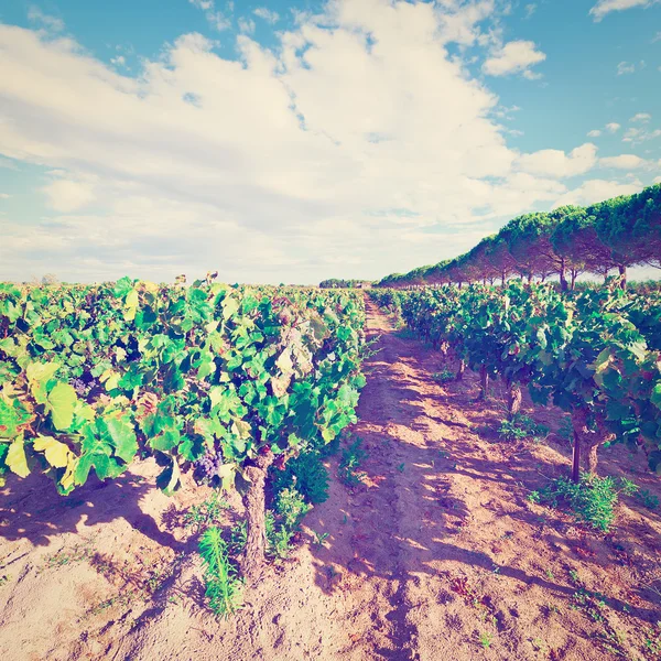 Autumn in France — Stock Photo, Image