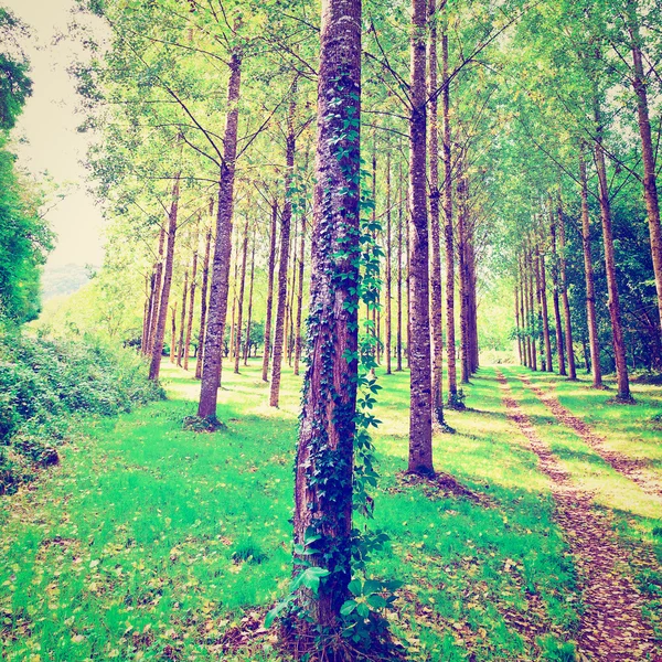 Floresta — Fotografia de Stock