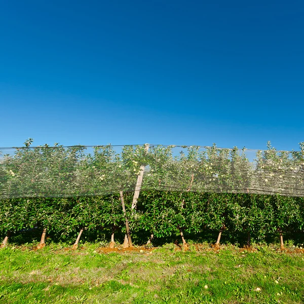 Växthuset — Stockfoto