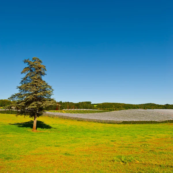 Växthuset — Stockfoto