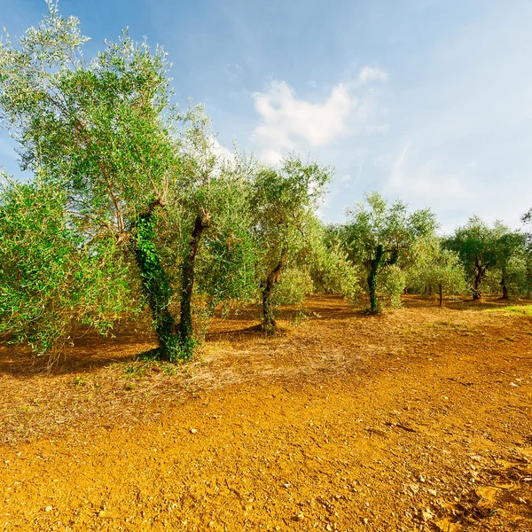 Olive Grove — Stock Photo, Image