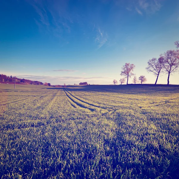 Pascoli — Foto Stock