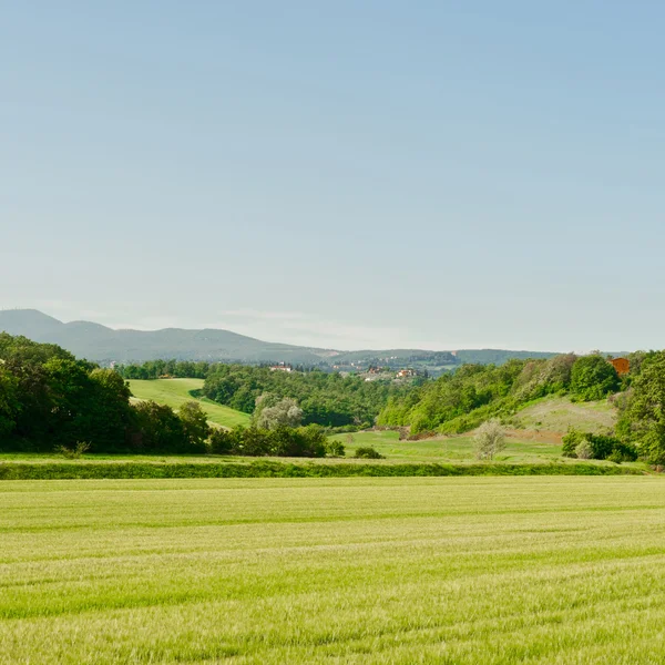 Gröna ängar — Stockfoto