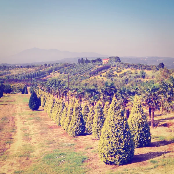 Árvores de cipreste no jardim de crianças na Toscana — Fotografia de Stock