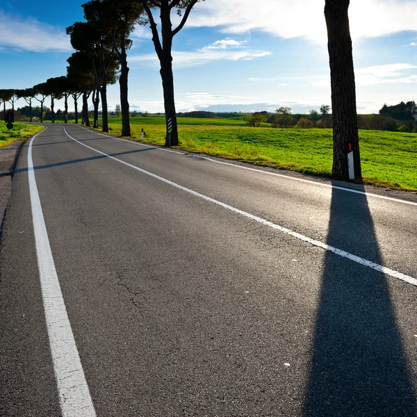 Ombra degli alberi — Foto Stock