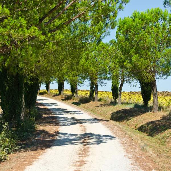 Δρομάκι — Φωτογραφία Αρχείου