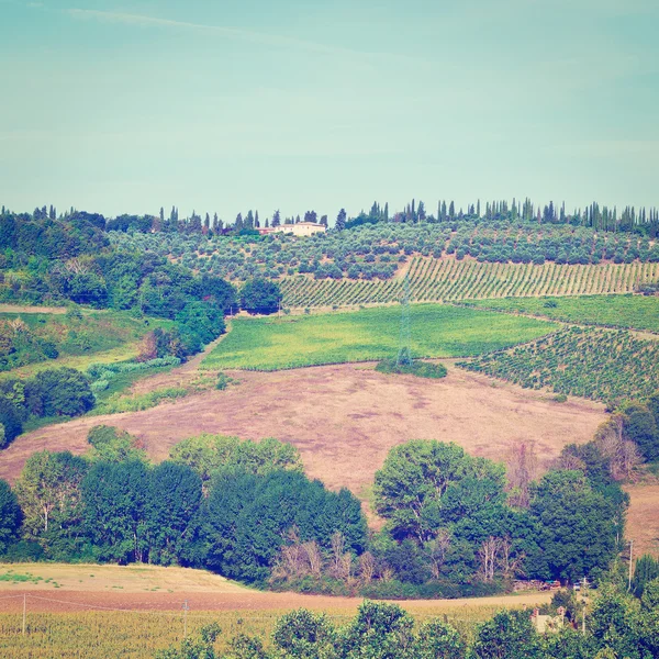 Тосканський краєвид з виноградниками та оливковими садами — стокове фото