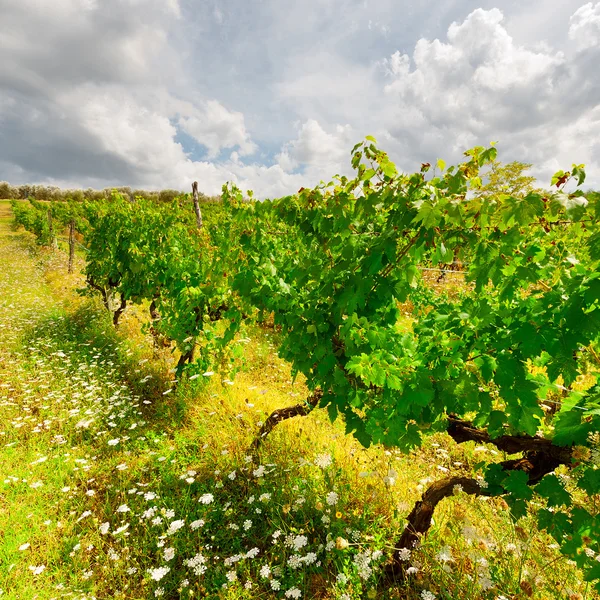 Vineyard — Stock Photo, Image