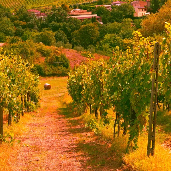 Vineyard — Stock Photo, Image