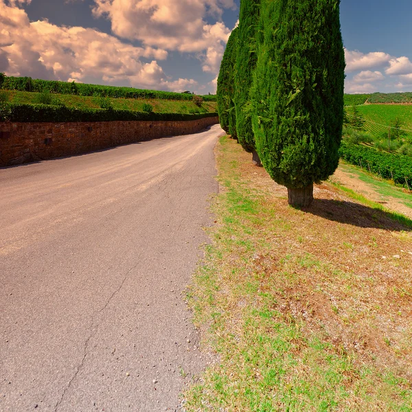 Cypresses — Stock Photo, Image