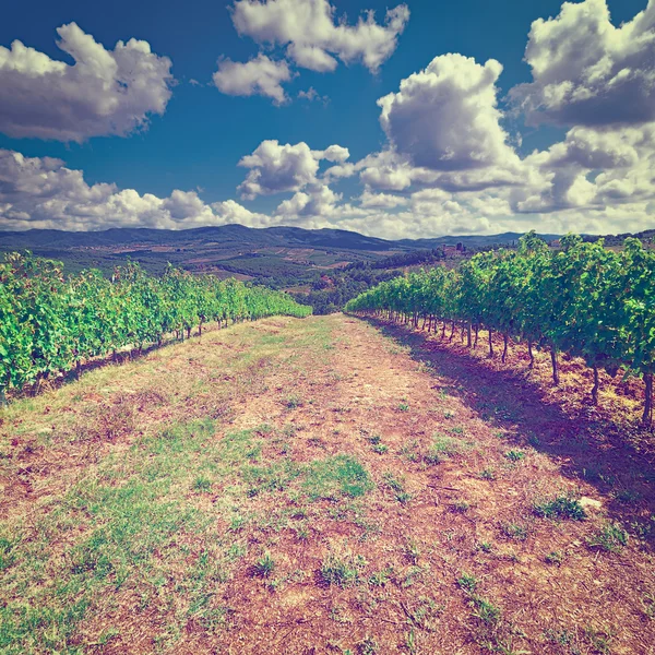 Vignoble — Photo