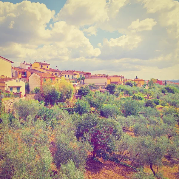 Olive Grove — Stock Photo, Image