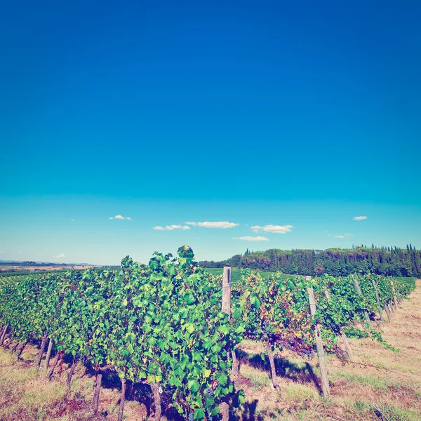 Chianti — Stok fotoğraf